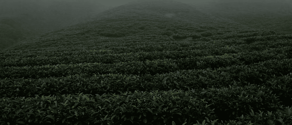 Assam Tea from Assam · Northeastern India